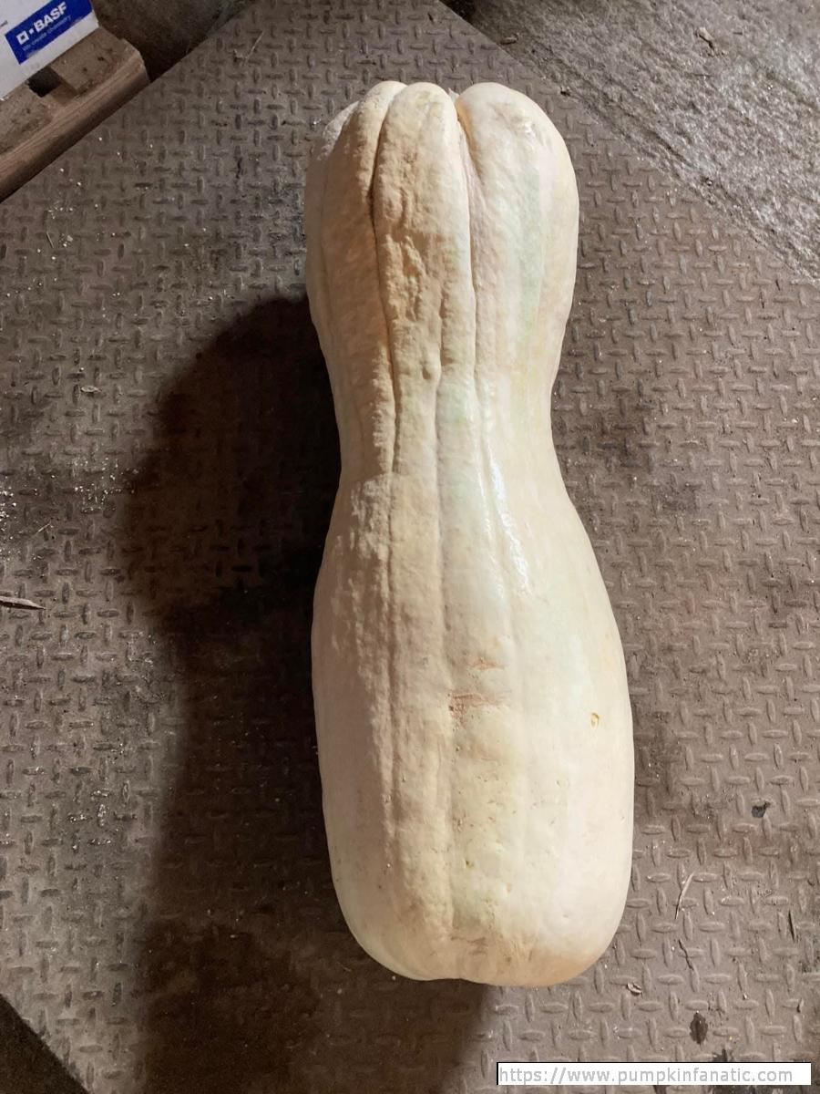 fruitImages/71 Stang 2023B.jpg